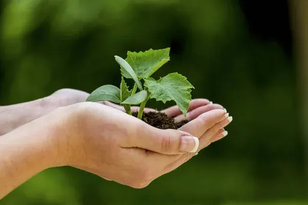 Mãos segurando uma planta pequena