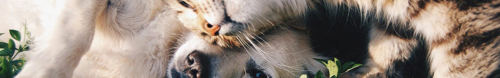 Plano Funerário Pet em Campinas