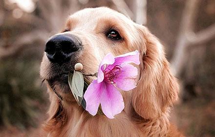 Plano Funerário em Campinas