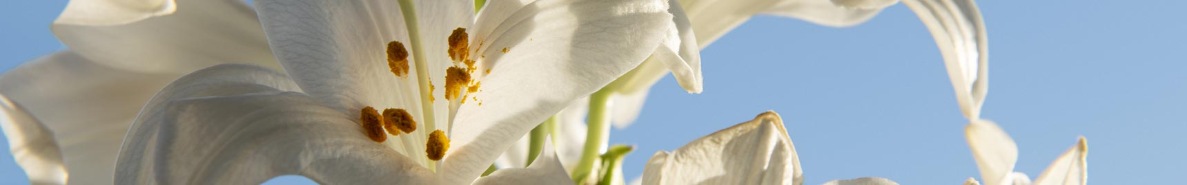 Plano Funerário em Campinas