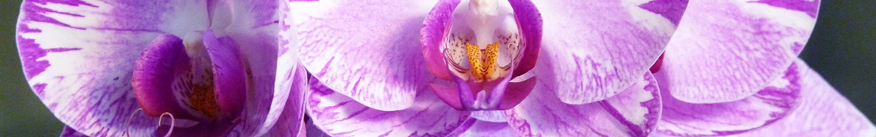 Plano Funerário em Campinas