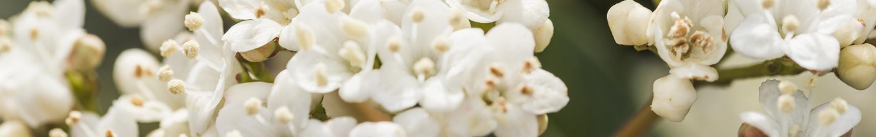 Plano Funerário em Campinas